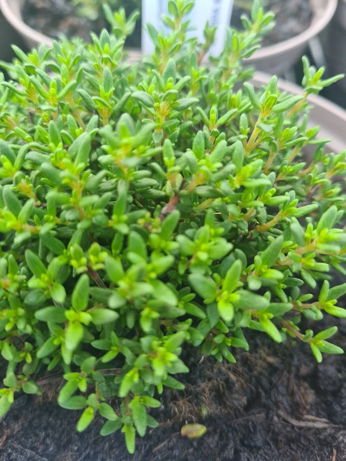 Thyme common compact