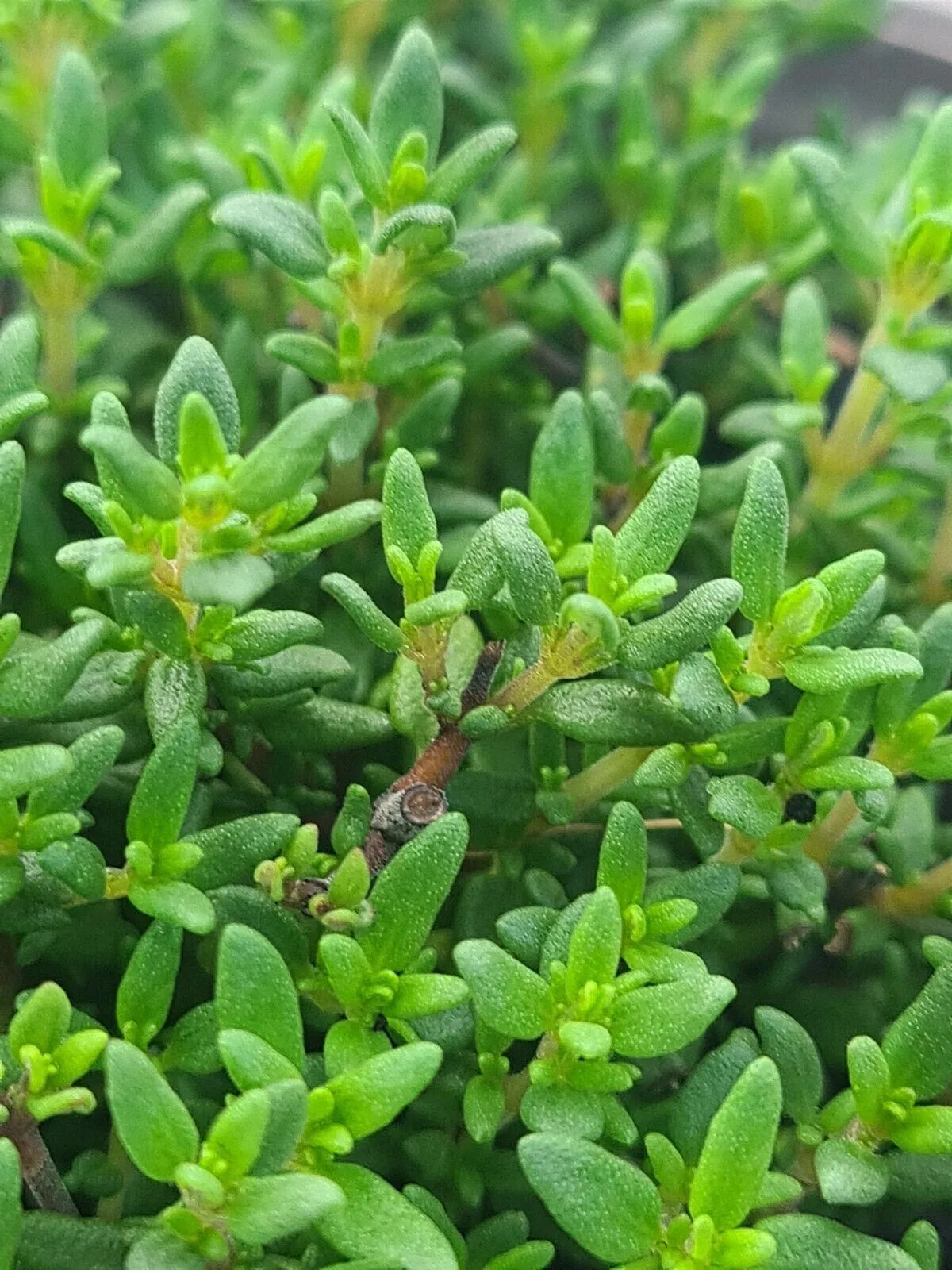 Thyme common compact